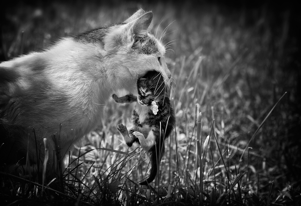 Mom, na ja, kann ich nicht zur Schule gehen?
