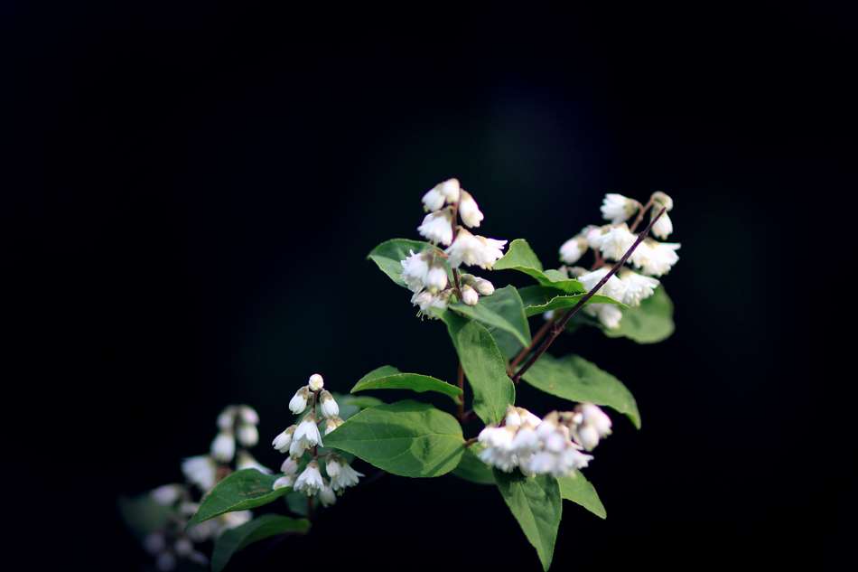 vor einem dunklen Hintergrund