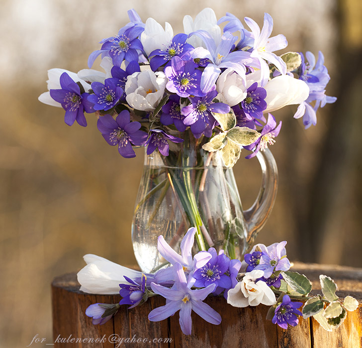 Im frühen Frühjahr, oder ein Bündel von Primeln.