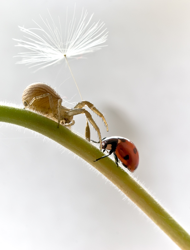 Ich kam zu euch mit einer Blume ....