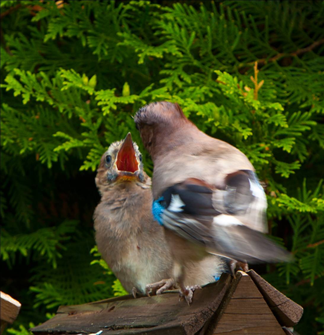Nun, erlaubt zu fliegen!