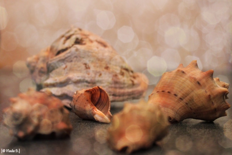 Im Winter, Sie wollen das Meer.