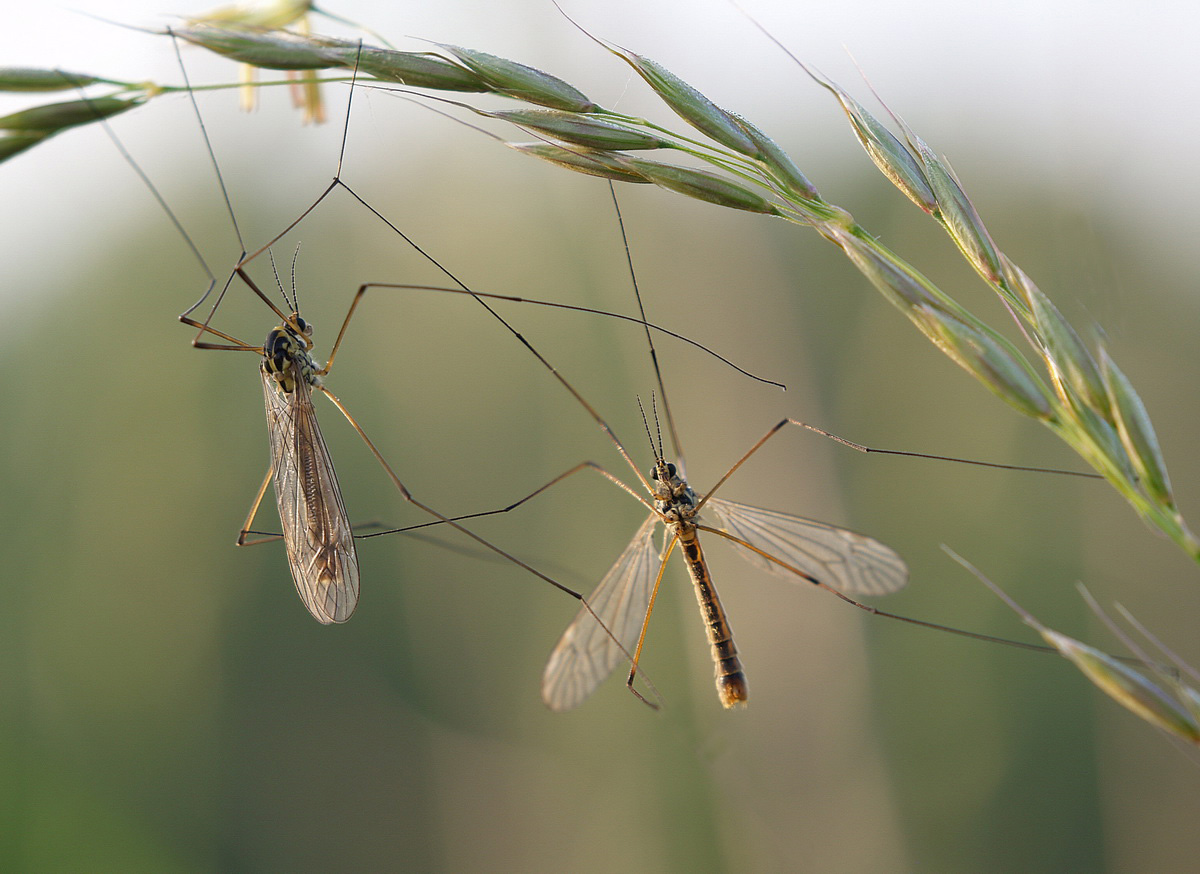 "Lassen Sie mich kennen zu lernen"