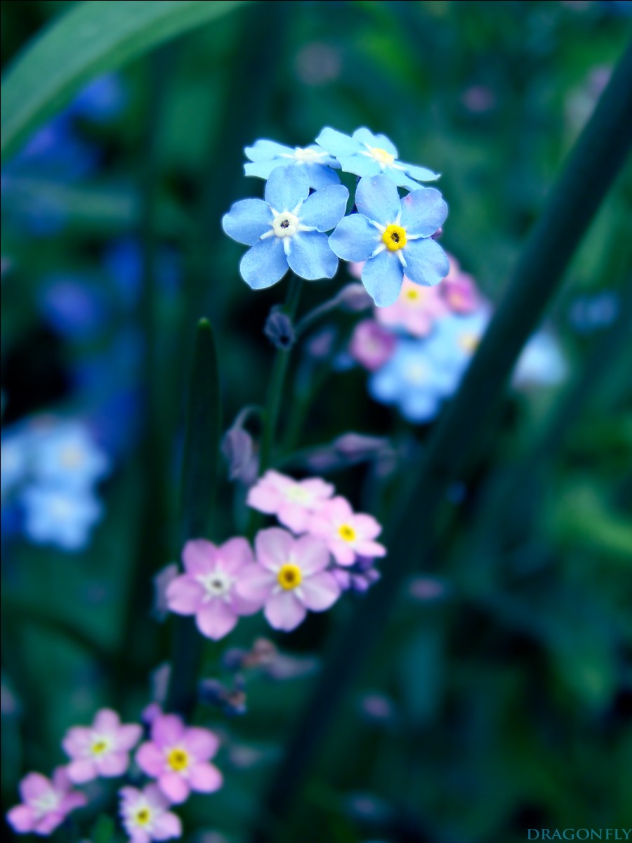 Forget-me-