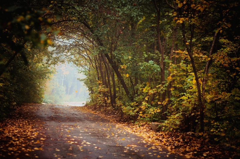 Autumn road