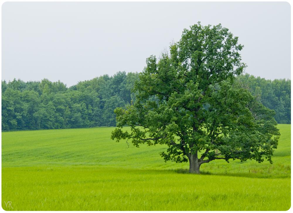 Nach dem verregneten Sommer