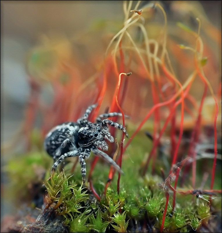 Flatternden Blättern ...