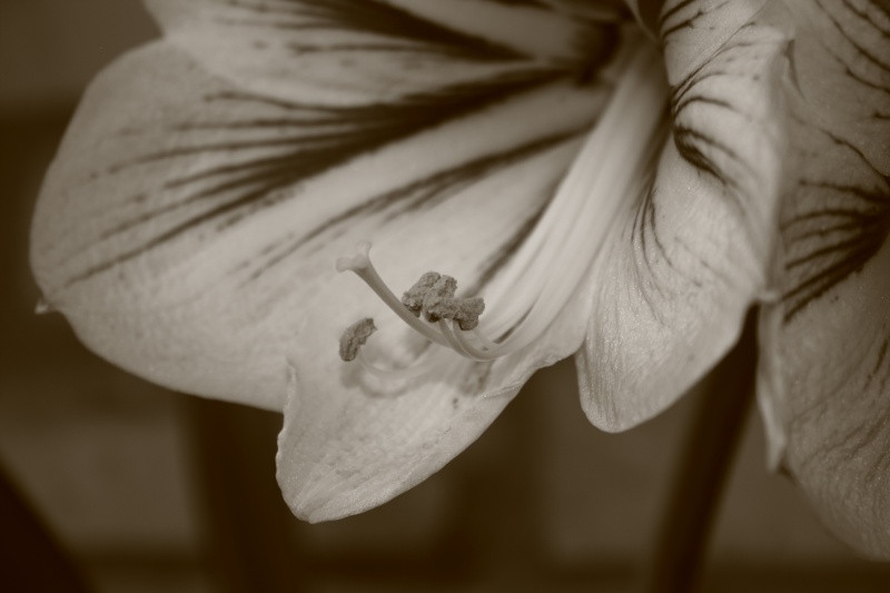 Stößel und tichinka