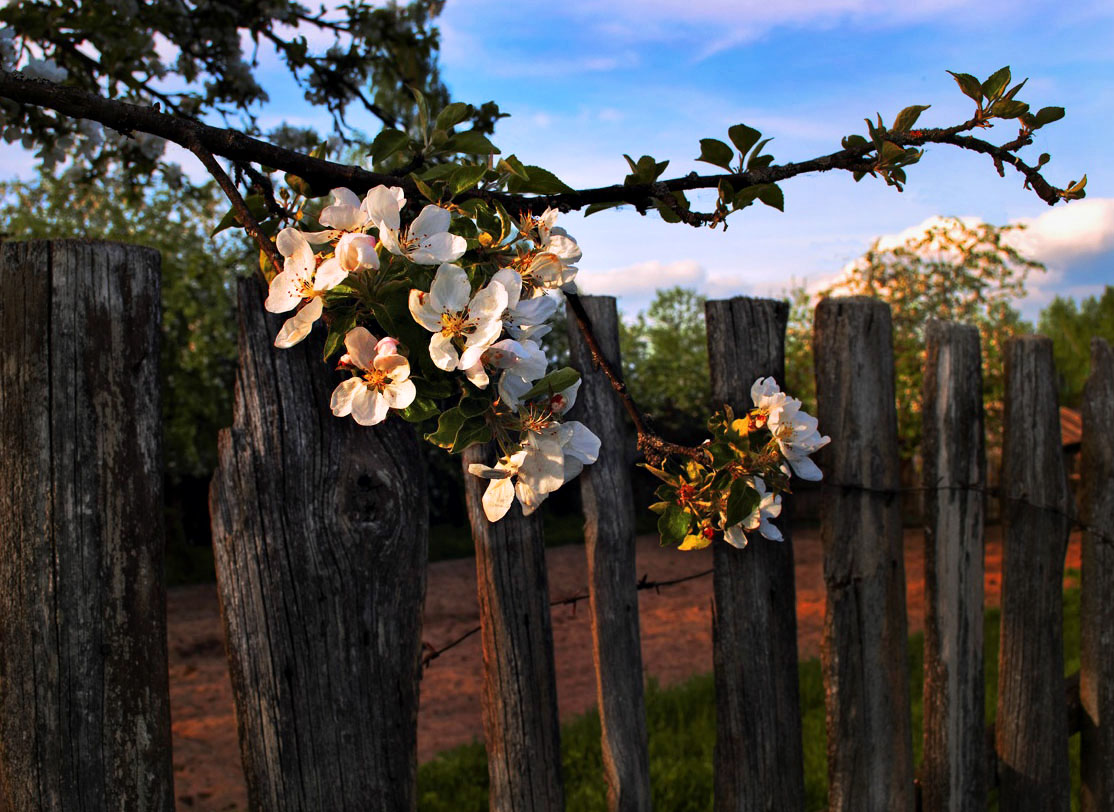 Es ist Zeit zu 2 Blüte
