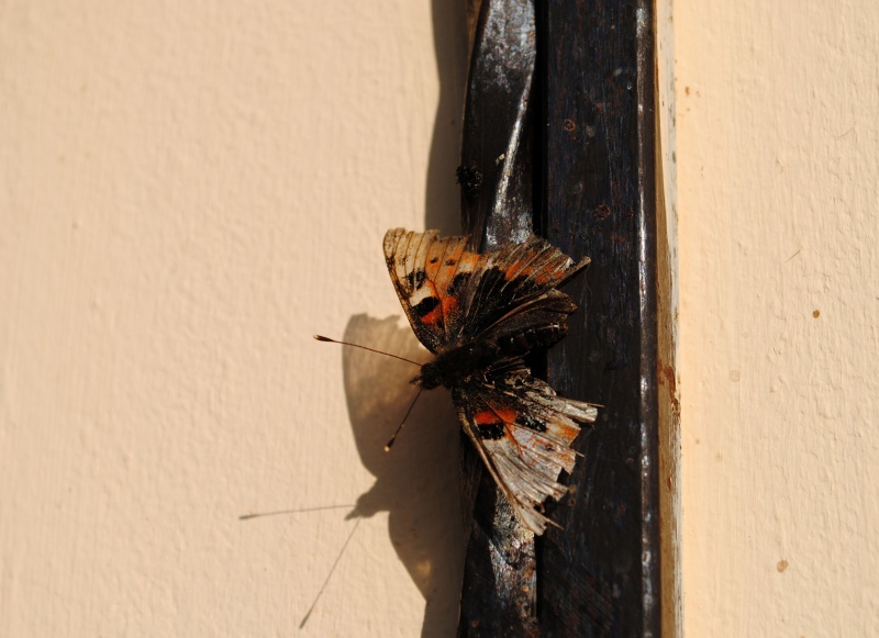 Schmetterlinge haben nur einen Tag, der letzte Tag, sich zu verlieben und sterben ...