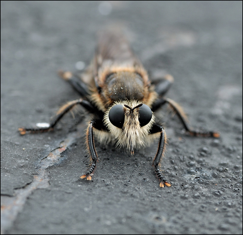 Die seltsame Tierchen ...