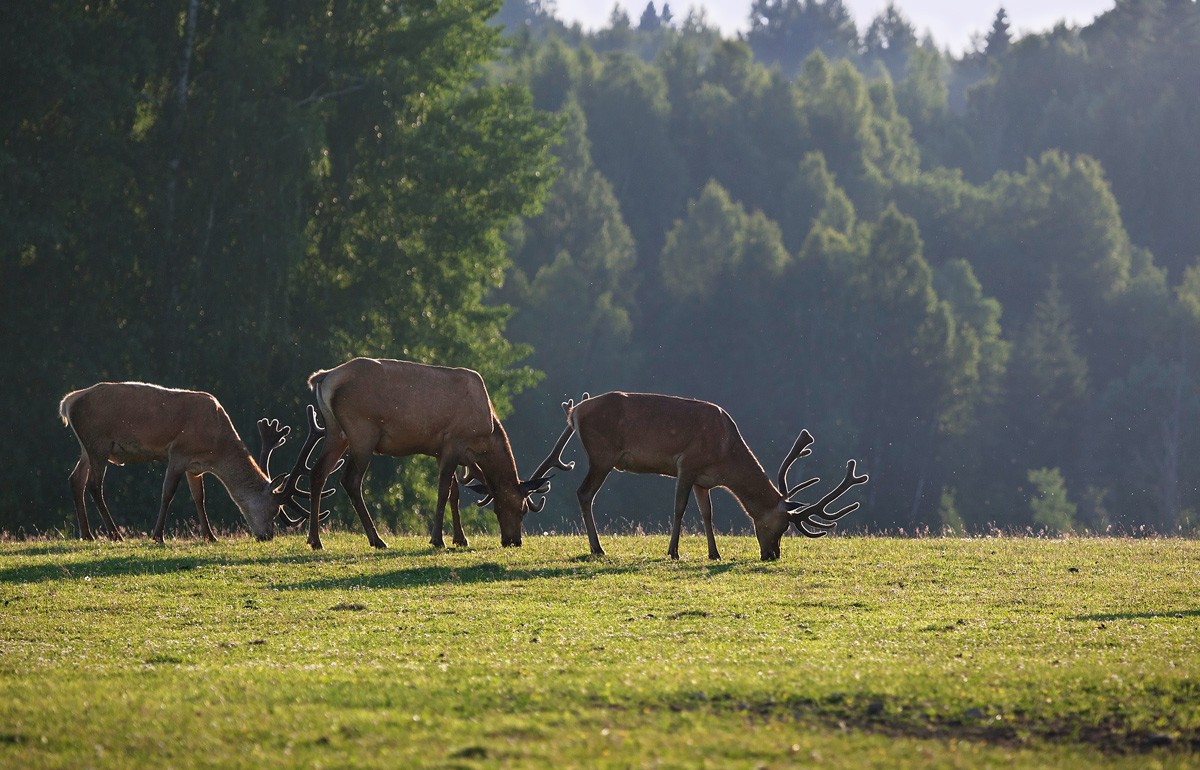 Über sonnige Hörner.