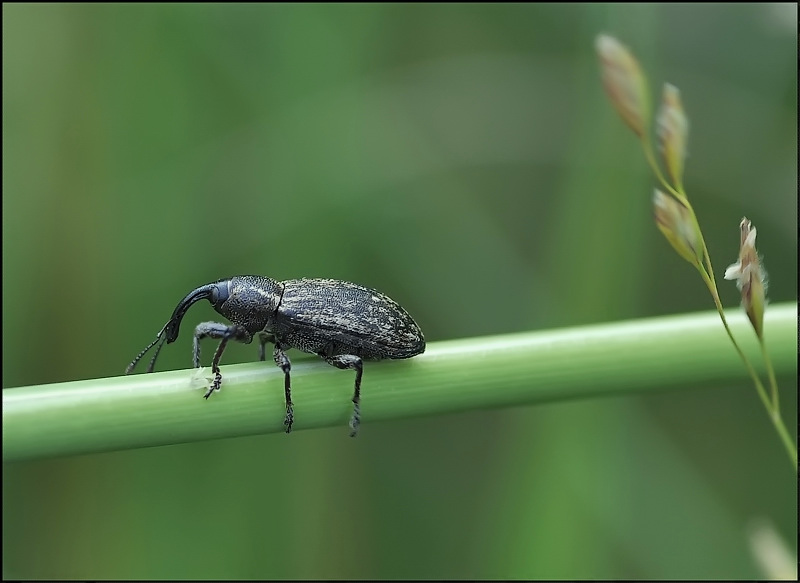Der Elefant und die Klinge-1 ...