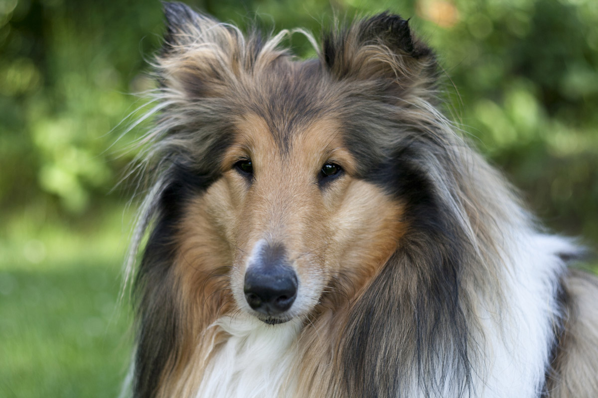 Millie Collie