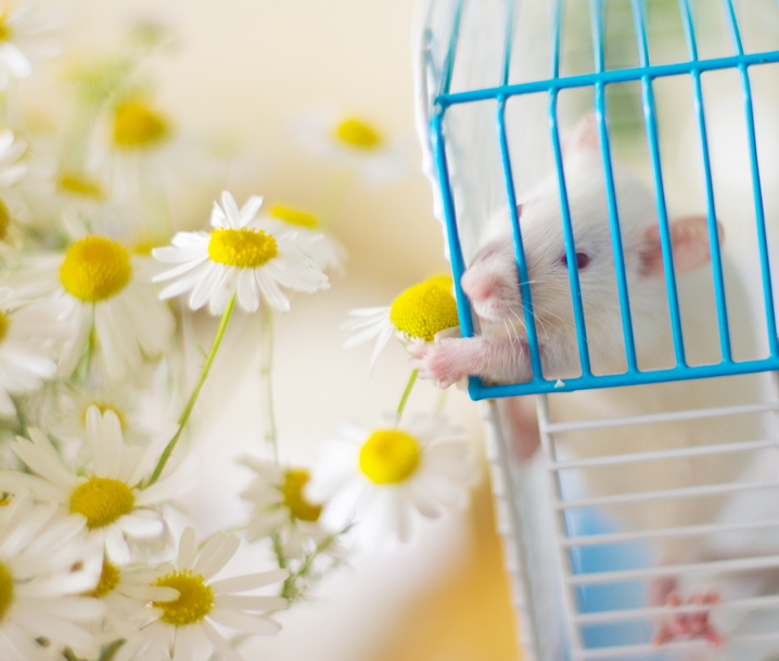 Rat, der Gänseblümchen liebt)