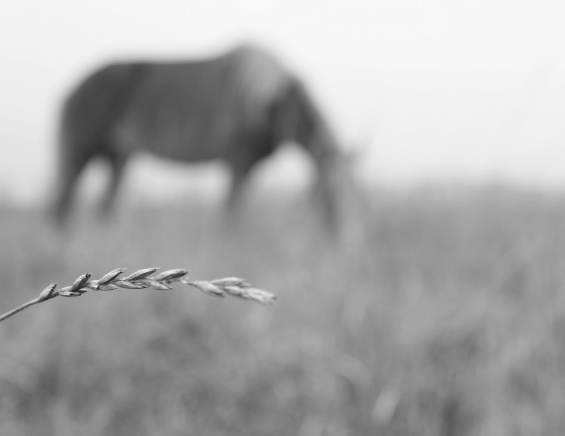 "Es gibt Pferde im Himmel ...."