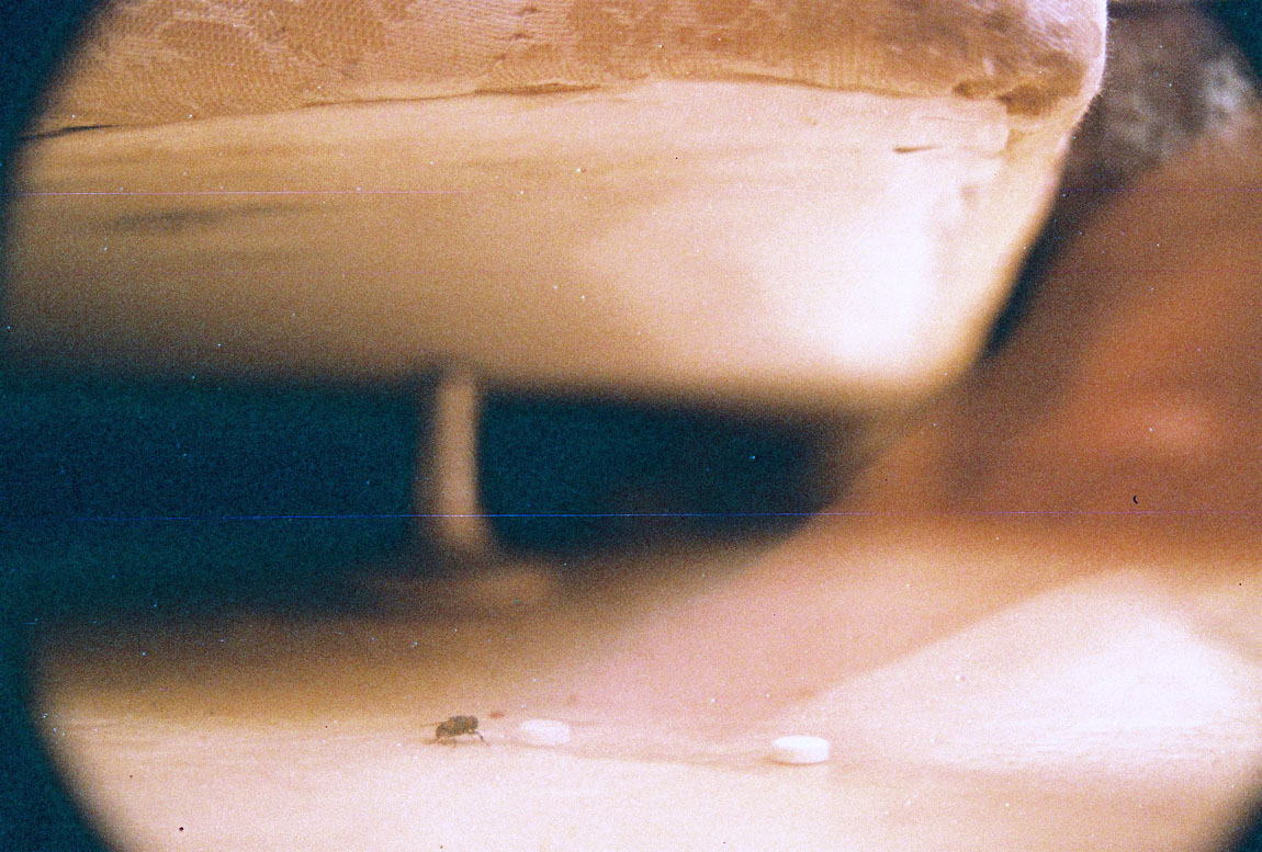 über das Geheimnis der Schwerkraft und der rauchigen fliegen im Auftrag von Eugene