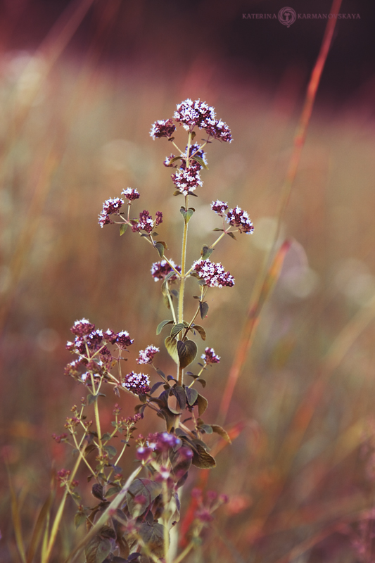 Verstopfte .. dushischa