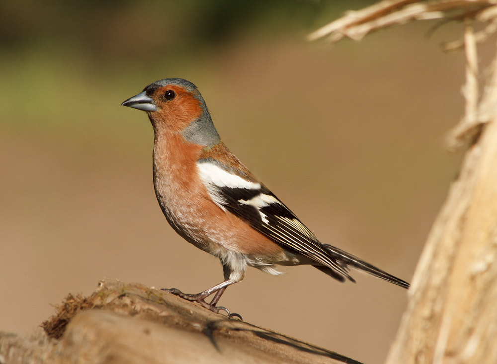 Unter dem Dach seines Hauses