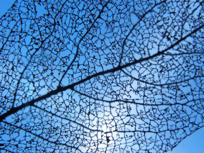 Blatt gegen den Himmel