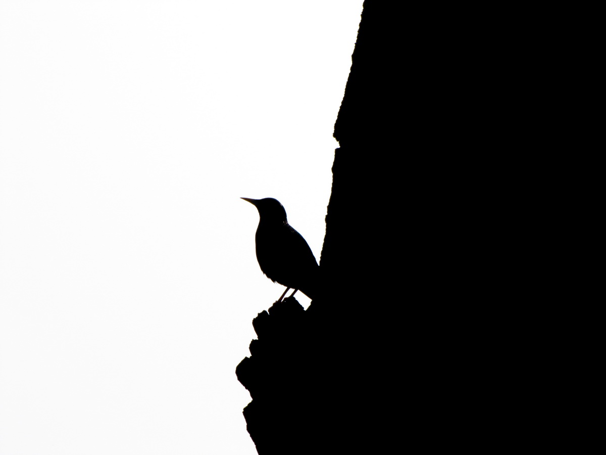 Shpak in Świecie vyasnovaga soneyka