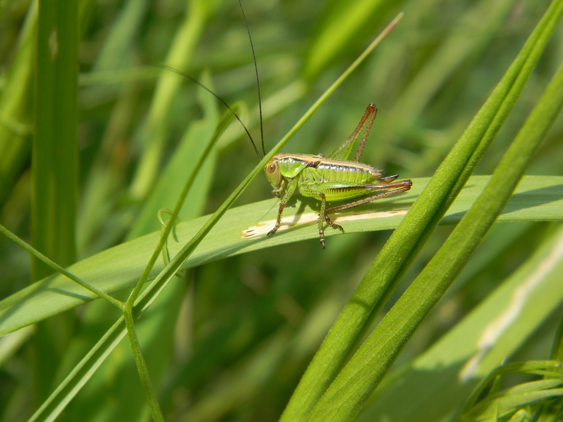 Heuschrecke