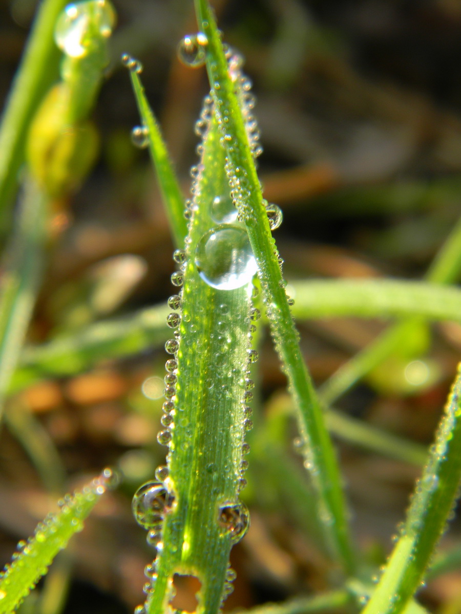 Tropfen am Morgen