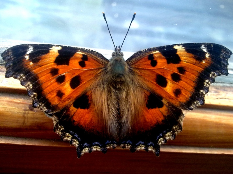 Schmetterling