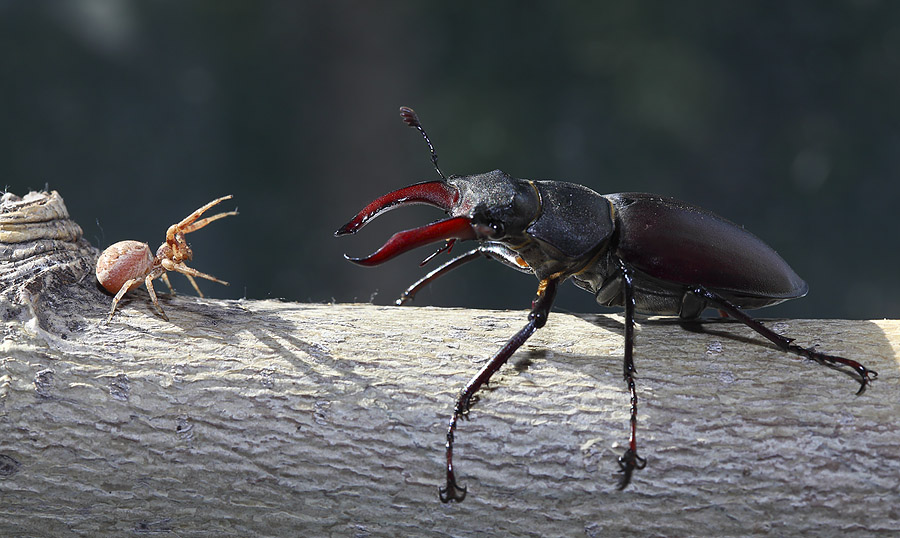 Met, aber nicht Freunde