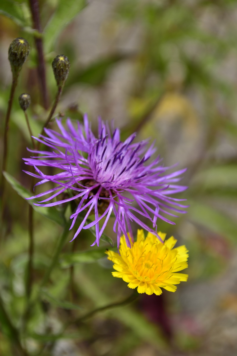 Schnelligkeit FLOWERS