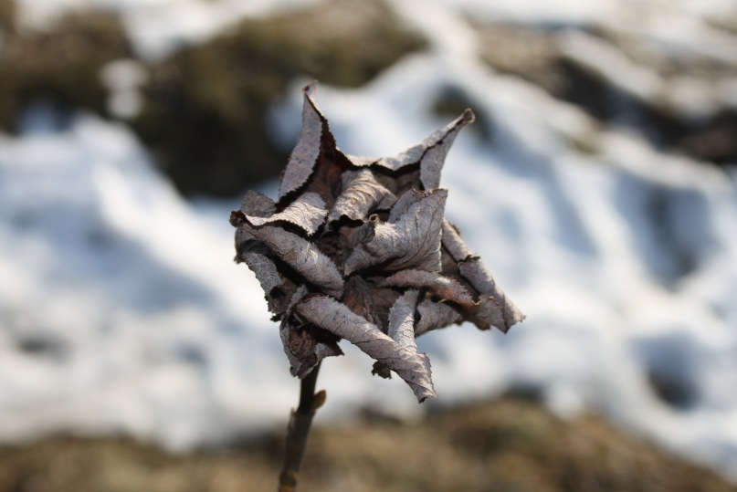 Die Vollkommenheit der Natur