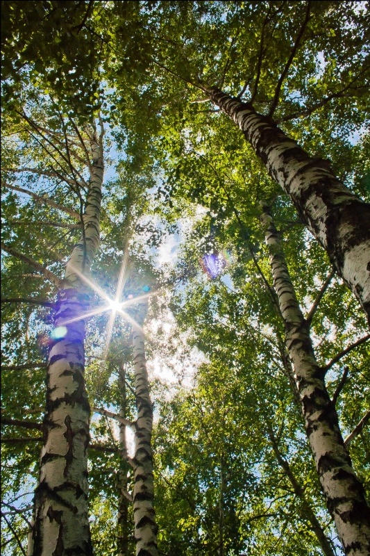 Durch den Birkenhain.