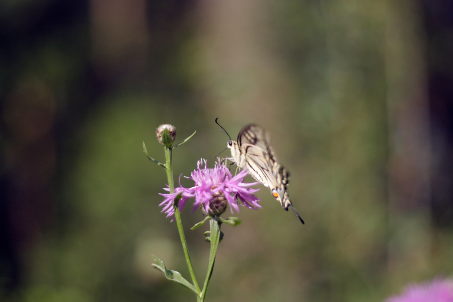 Papilio machaon