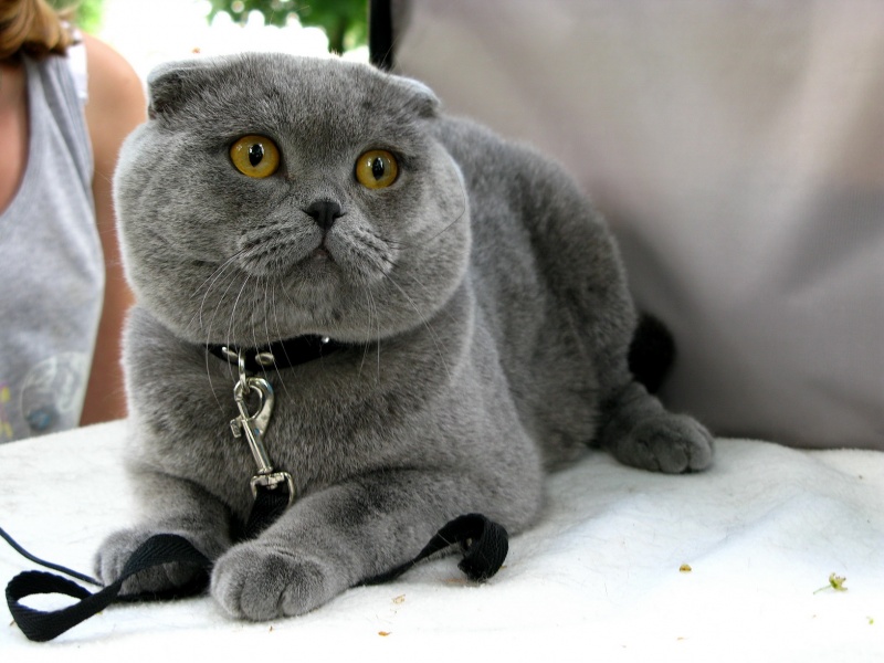Scottish Fold.