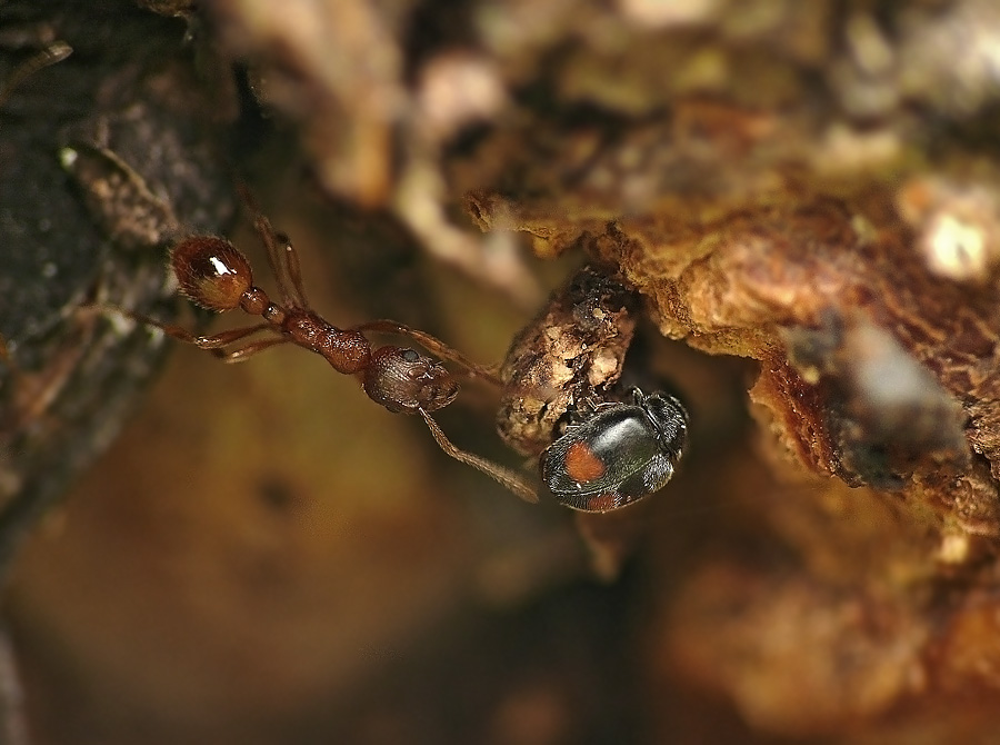 Ladybird bullheaded Scymnus frontalis und die Ameisen Myrmica rubra