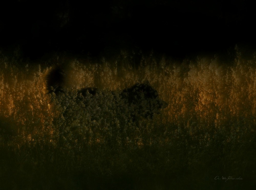 In Licht des Sonnenuntergangs ...