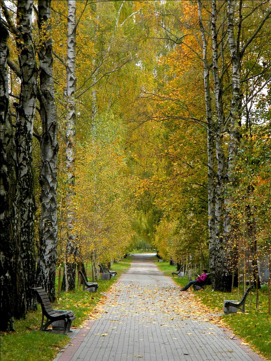 Und junge Blätter nicht versprechen ...