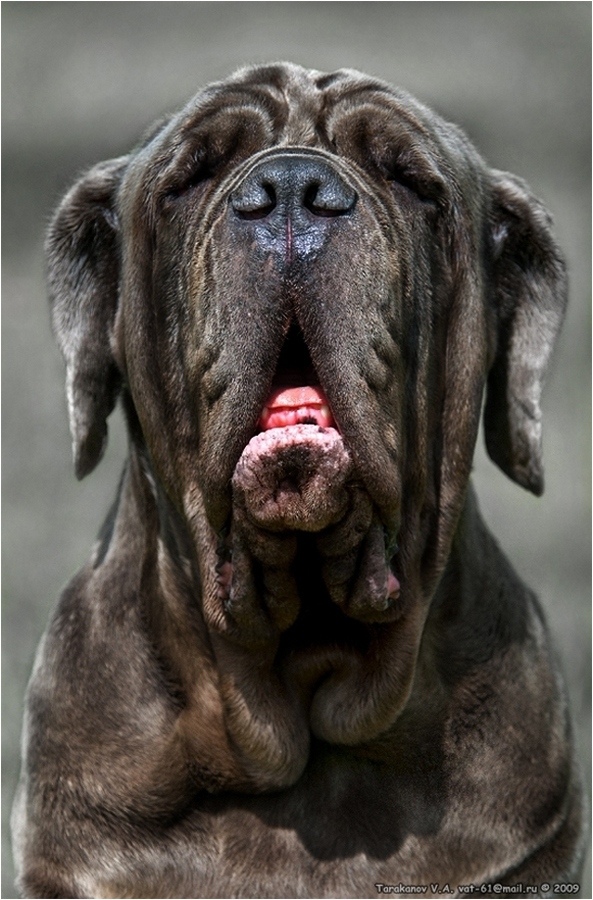 AMD der beste Freund meiner besten Freundin ...