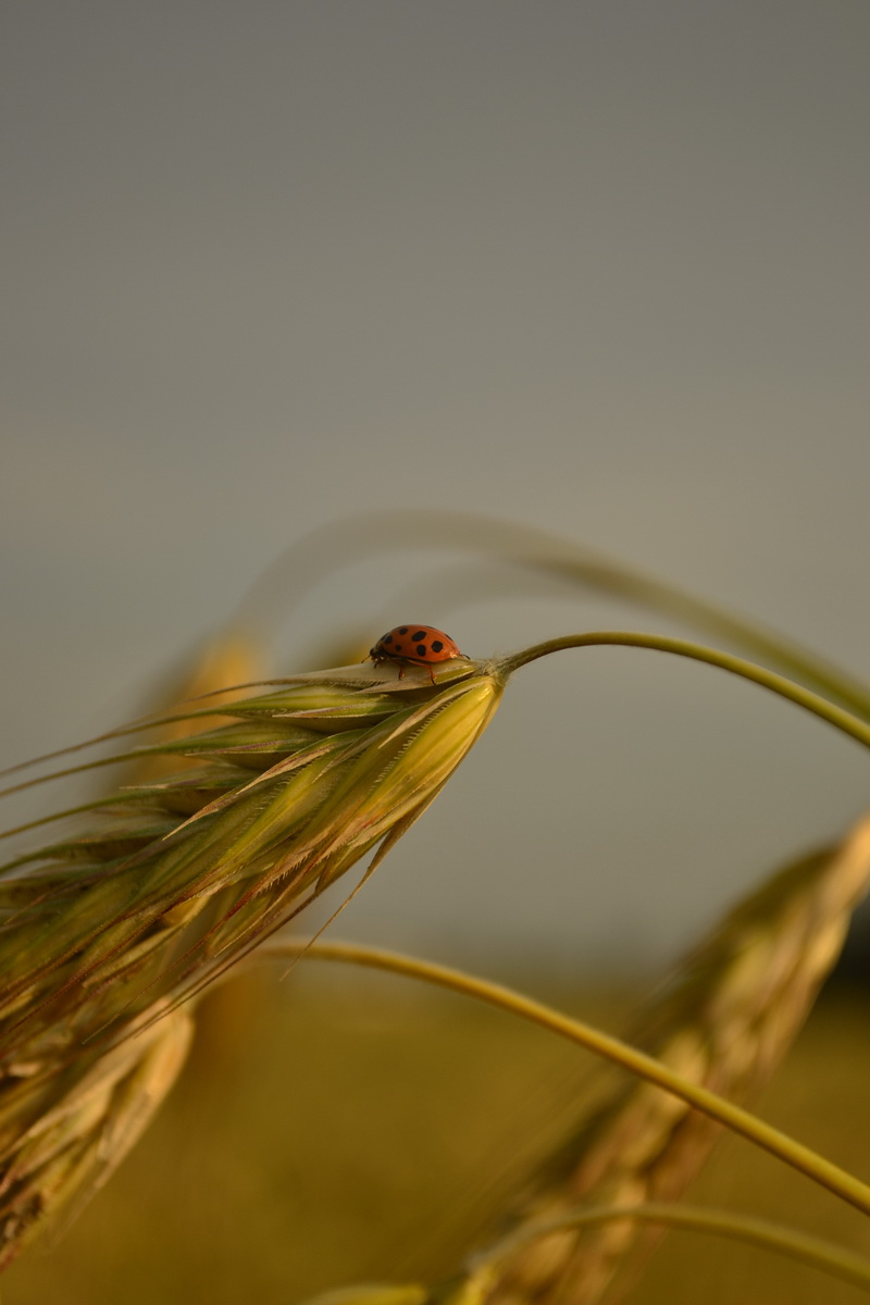 ein Liebhaber von Brot)