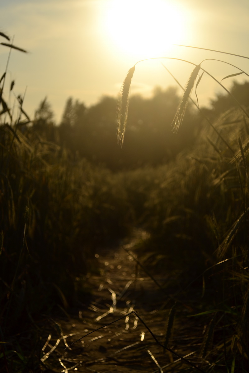 Kornfelder, unser Schatz