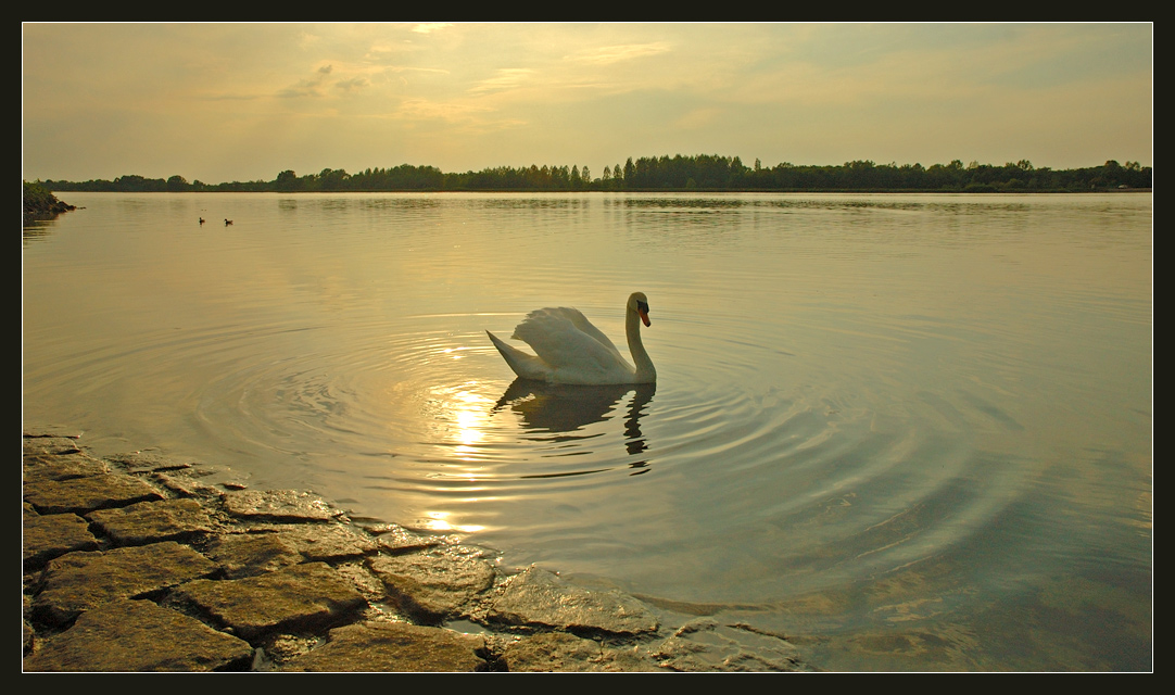 Abend auf dem Rhein