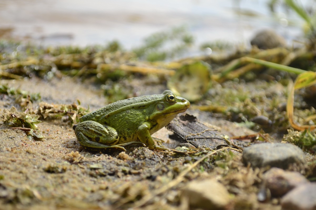 Frosch auf dem Strand