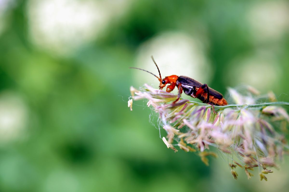 "Fireman" in den Urlaub