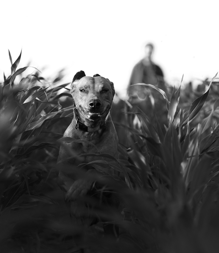 Und die Hunde haben Träume ...