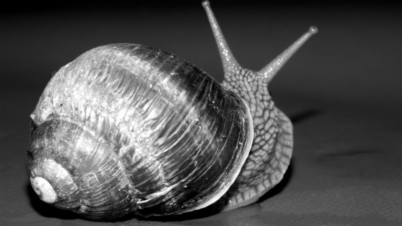 Schnecke
