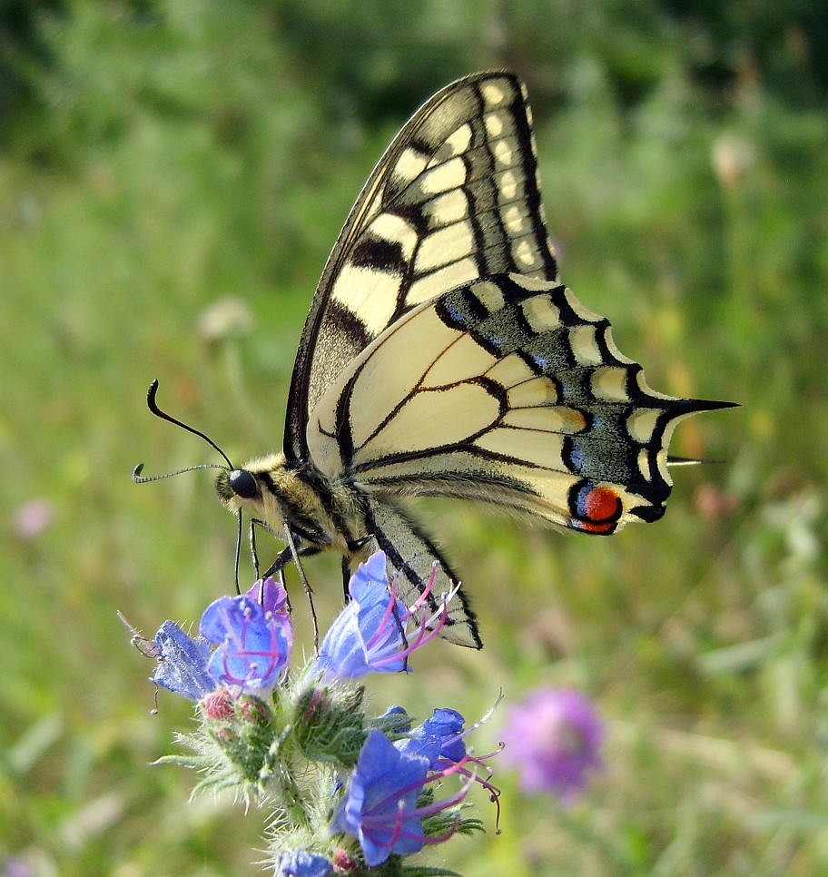 Extraktion von Nektar
