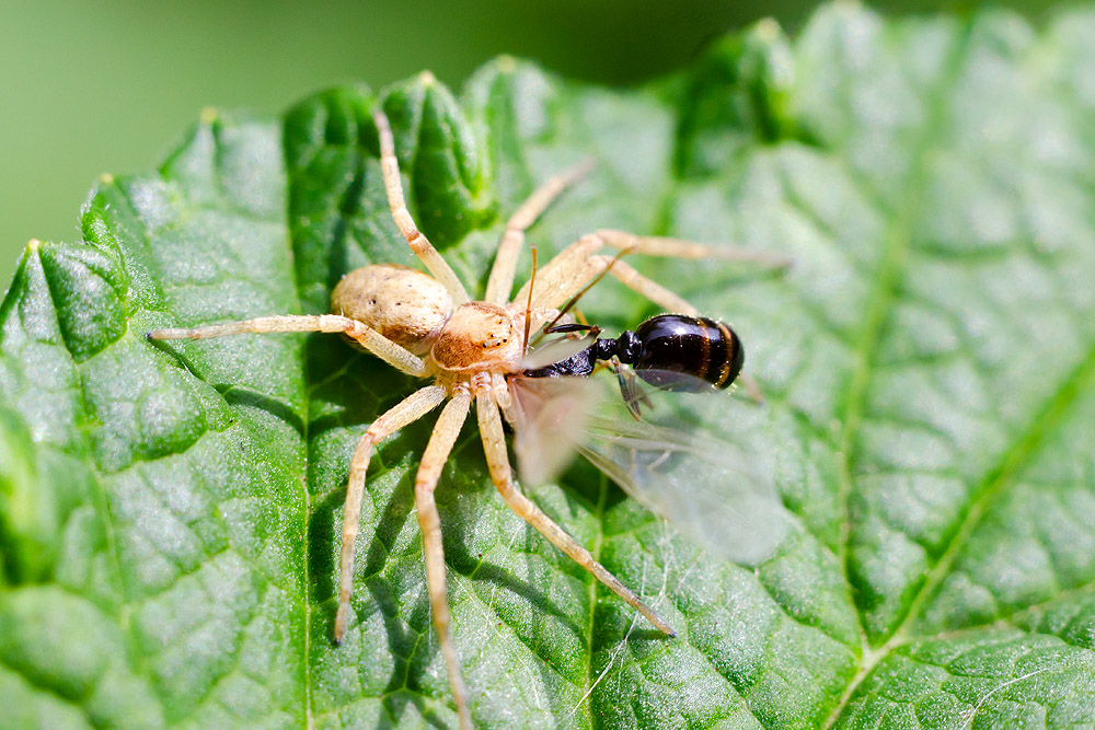 Über gutes und gesundes Essen