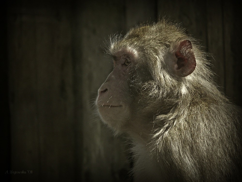 Komplimente Jagd ...