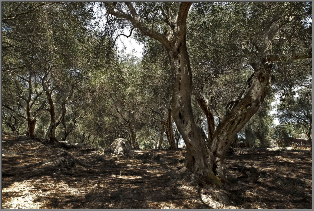 Olive Grove ......