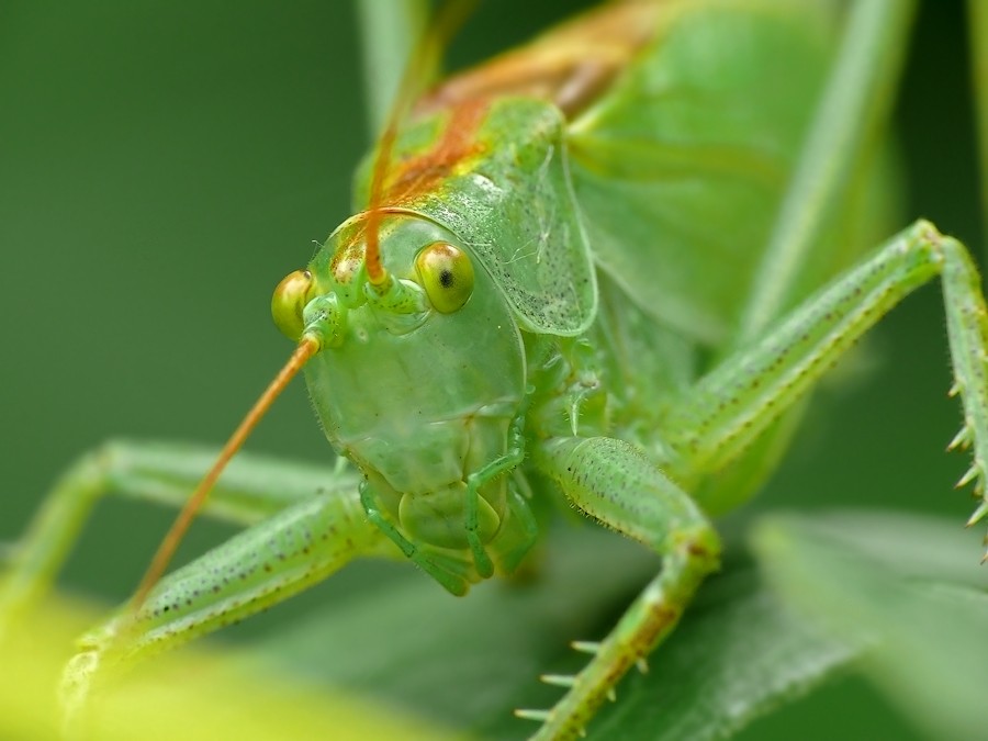 Grasshopper Singen